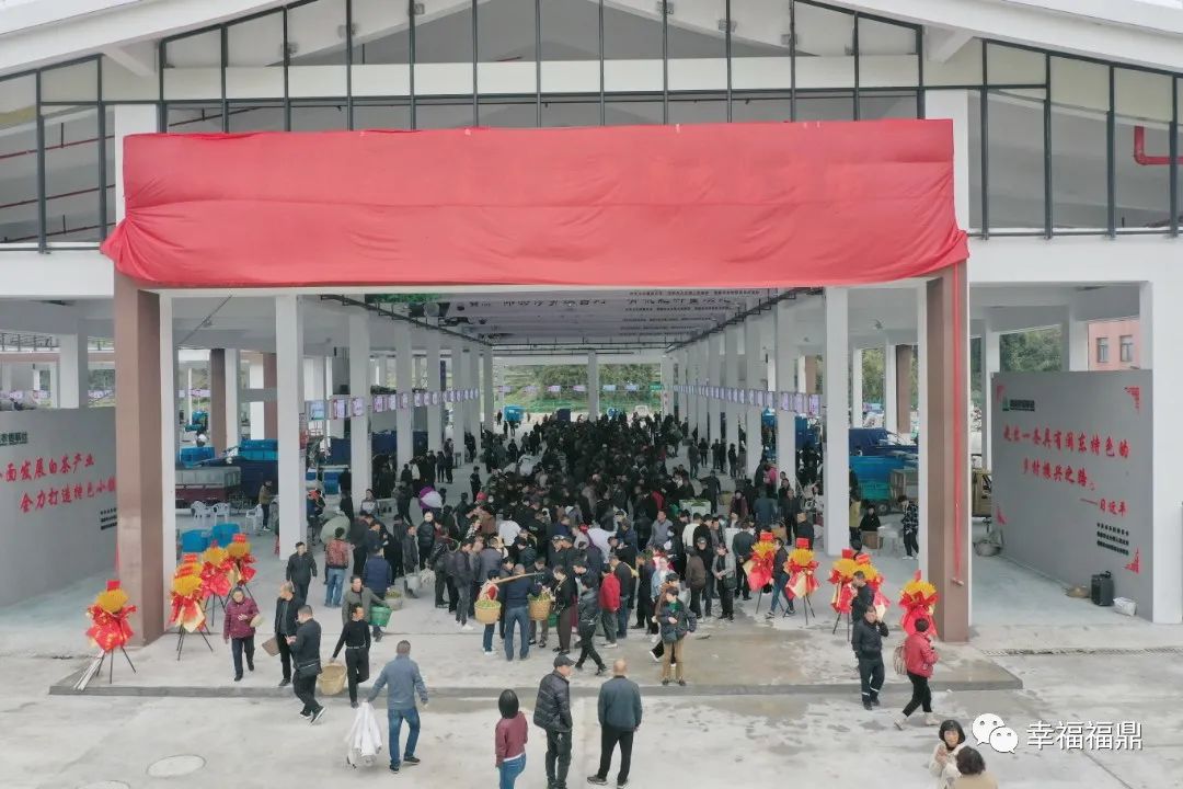 中国白茶核心主产区茶青交易市场投入试运营！