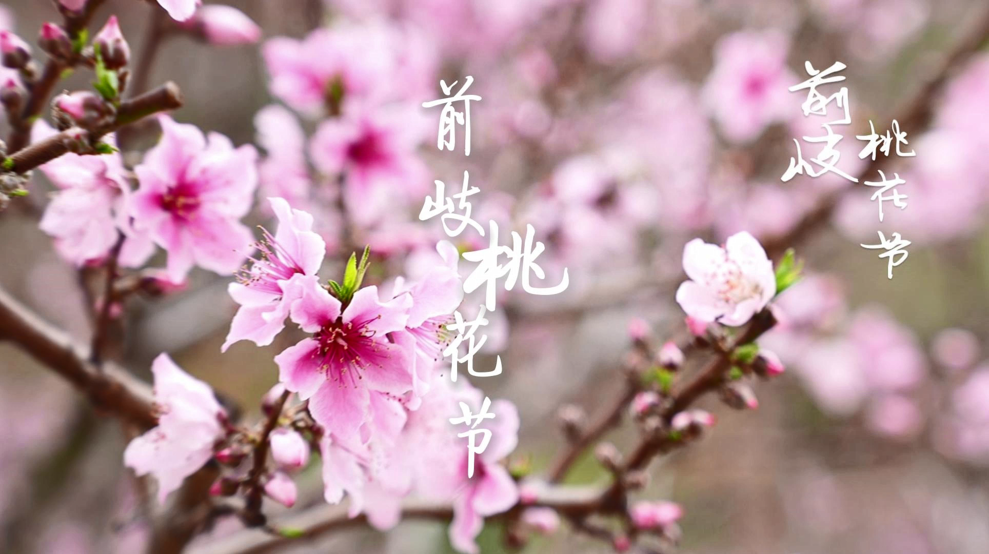 “诗画前岐 梦回桃源”百家乐平台前岐镇第七届桃花节暨“乡村振兴促发展 齐心协力共创城”主题活动正在进行中！